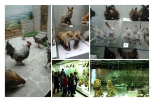 1Б класс - в Дарвиновском музее: изучаем жизнь животных