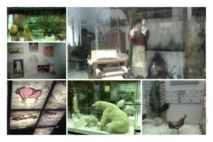1Б класс - в Дарвиновском музее: изучаем жизнь животных