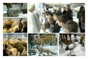 Первоклассники в группе продленного дня: зоогеография в Дарвиновском музее