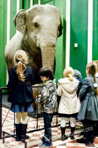 1Б класс - экскурсия в зоологический музей